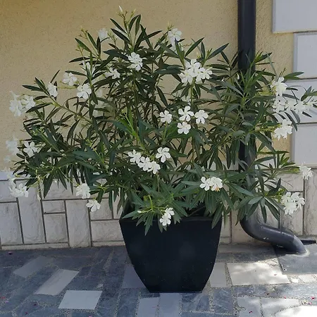 & Kepic, Airport 3* Cerklje na Gorenjskem